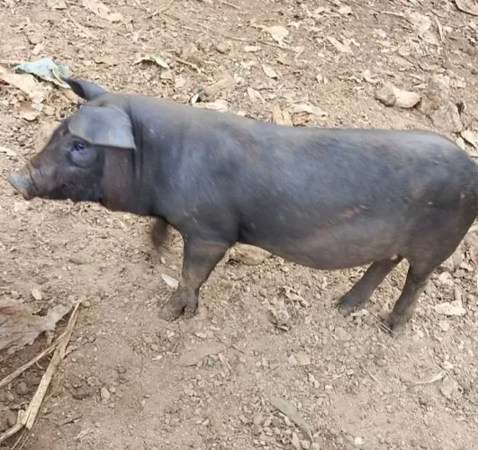 Leitoa 15 a 20 kg