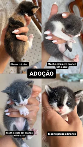 Filhotes de gato para adoção