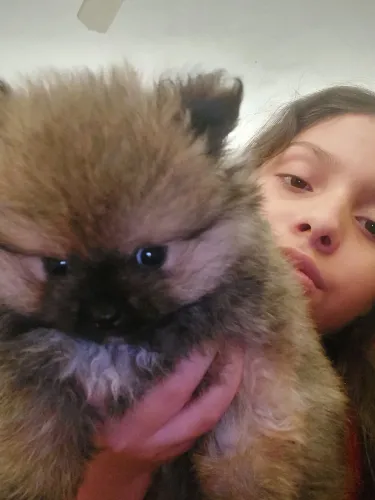 Sptis Alemão Filhote  puro sangue luluzinho  