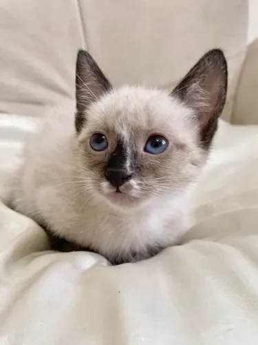 Gatinhos filhotes para adoção