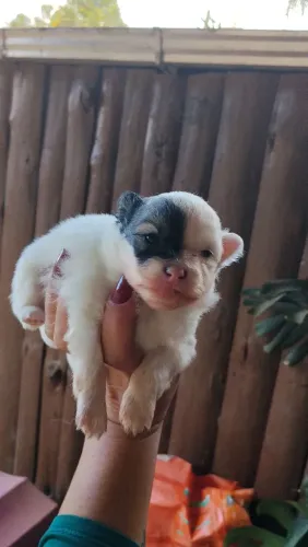 Lindos lulu bem miudinhos