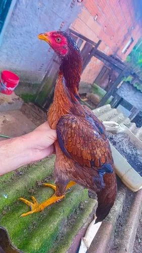 Frangas indias