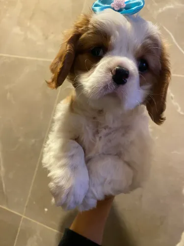 Cavalier filhotes alto padrão pedigree cbkc