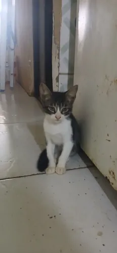 Adoção responsável