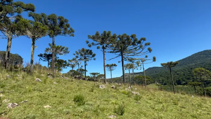 Terreno em Urubici - em frente ao asfalto!