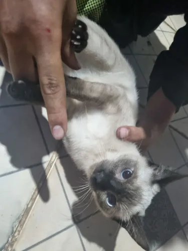 Gato siamês 6 meses