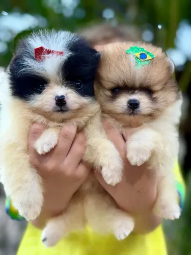 Lulu Da Pomerania Anão, Spitz Alemão Anão