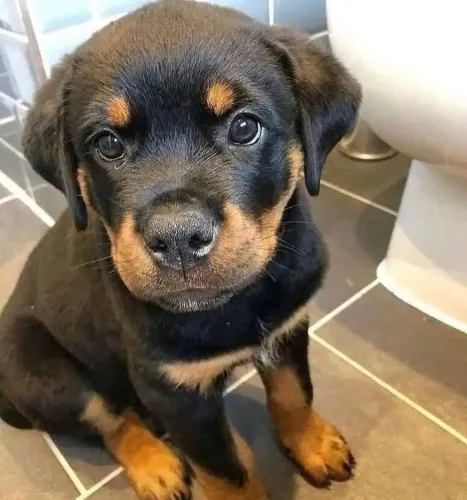 Rottweiler Fofura, elegância e muito carinho em um só filhote