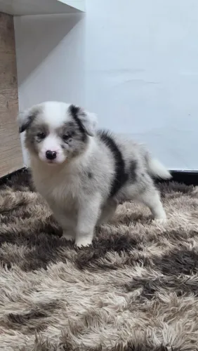 Border collie 