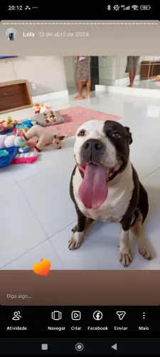 Cadela Pit Bull para Doação