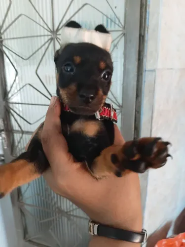 Pinscher femea