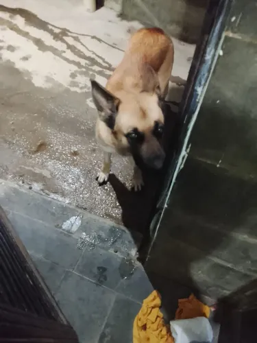Cachorro pastor alemão fêmea 