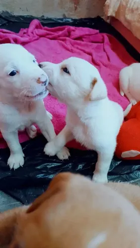 Adoção de cachorro