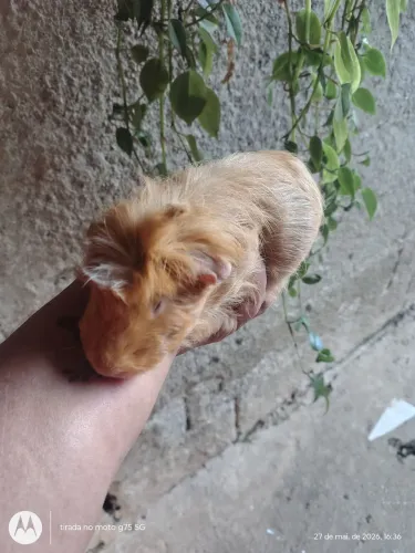 Porquinho macho adulto 