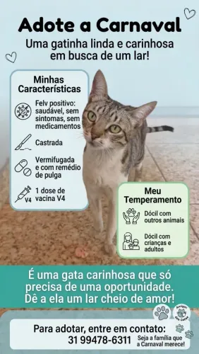 Gata castrada pra adoção