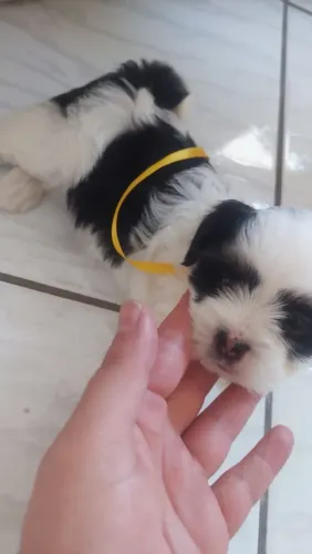 PROMOÇÃO FILHOTE SHIH TZU