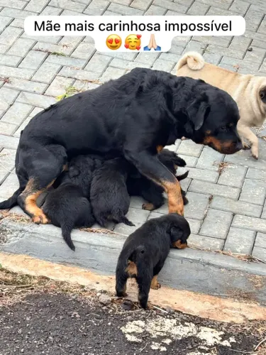 Imperdível Lindos Filhotes de Rottweiler