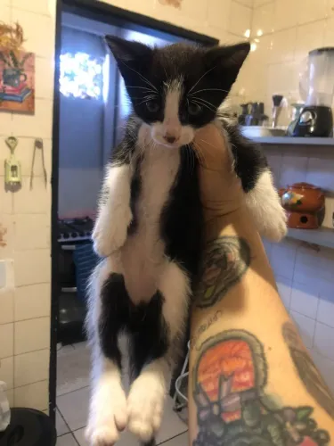 Doação de Gatos Frajolas