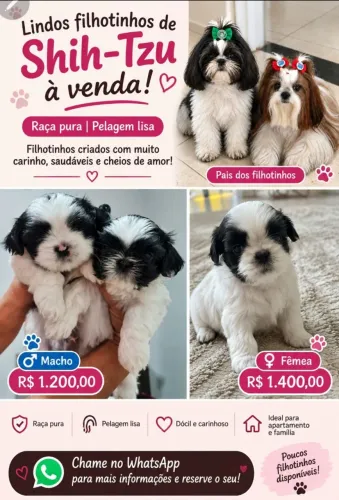 Lindos Filhotinhos de Shytsu | Raça Pura | Pelagem Lisa