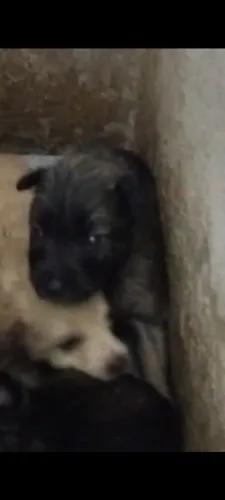 Filhote de pastor belga Malionis com husky
