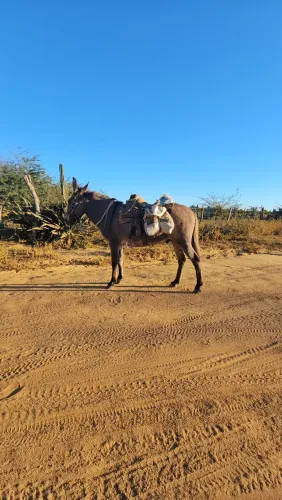 Burro Arriado