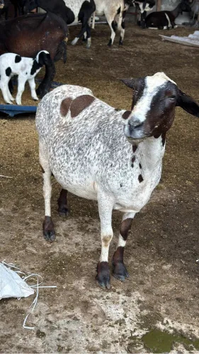 Lote de Ovelhas, Carneiros, Borregos, Ovelhinhas, Carneirinhos