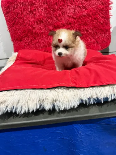 Spitz alemão machinho anao