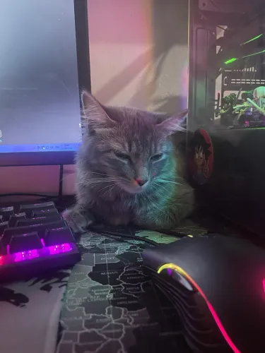 Doando gato fêmea dócil