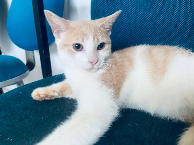 Gata 3 meses adoção