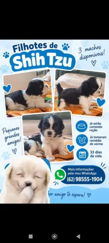 Vendo Shitzu 