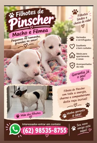 Pincher disponíveis