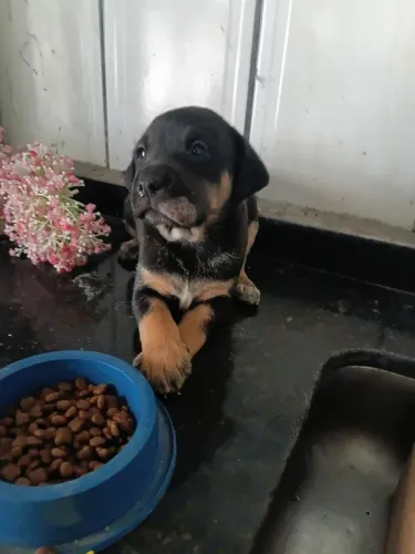 Filhote cachorro macho