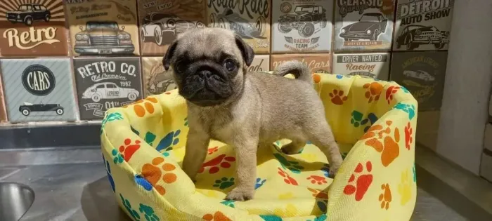 Pug Garanta antes que acabe