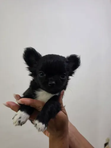 Chihuahua