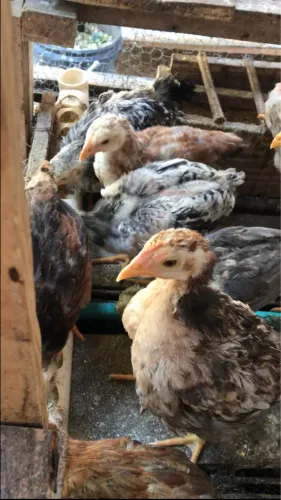 Pintinhos Caipira Mestiços índio.