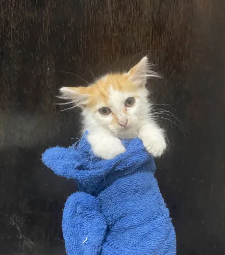 Gatinha Filhote para Adoção Responsável 