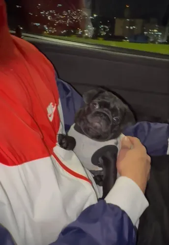 Pug
