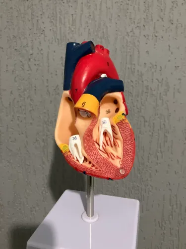 Modelo anatômico coração 