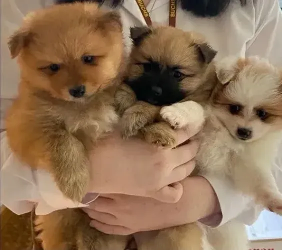 Filhotes de lulu da pomerania disponíveis.