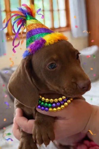 Dachshund Mini - Inteligência e Charme em um Só Filhote