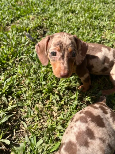 Dachshund teckel salsichinha mofado femea e macho