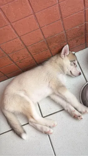 Filhote Husky Siberiano