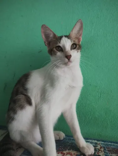 Gato macho castrado adoção