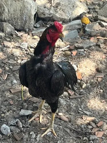 Galo e 3 frangas caipiras