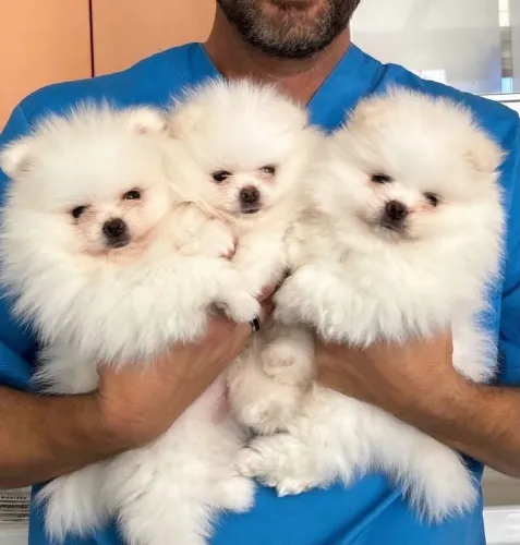 Spitz minúsculos 