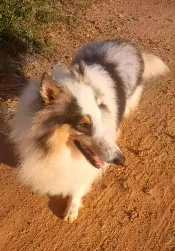 cachorro rough collie