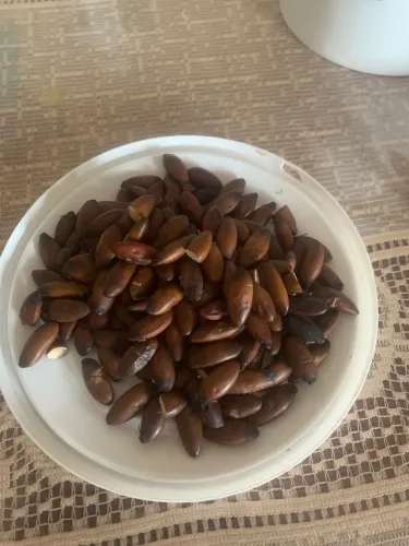 Castanha de baru