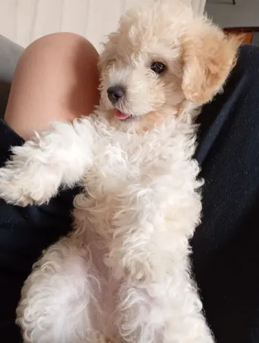 Poodle toy 