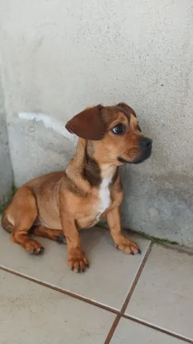 Doação dessa linda cachorrinha ( porte pequeno)