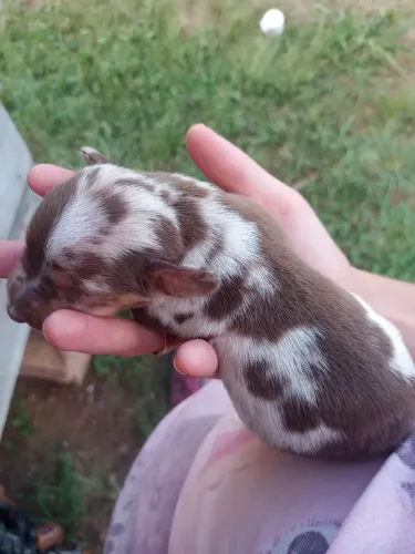 Menino Danshund Arlequim e sólido
